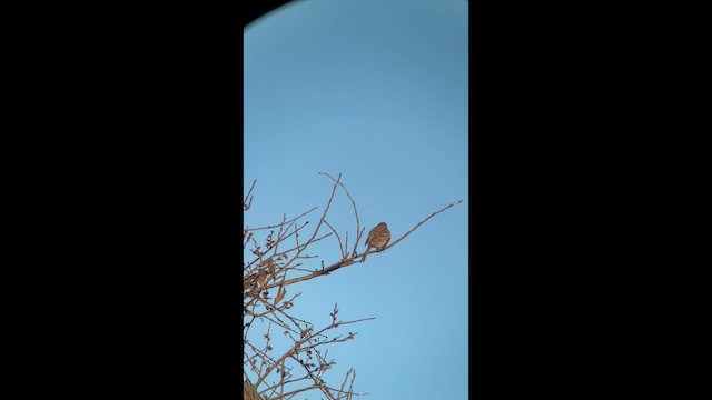 Карнатка польова - ML650985505