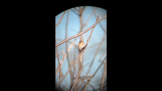 Карнатка польова - ML650985512