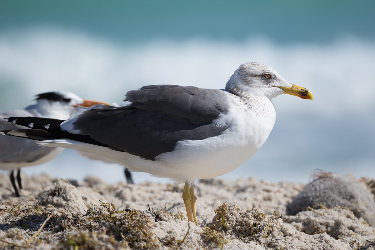 Heringsmöwe - ML650985601