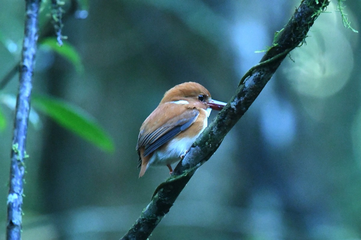 Madagascar Pygmy Kingfisher - ML650985667