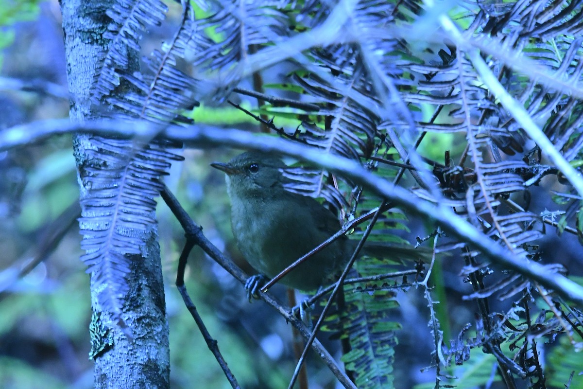 Malagasy Brush-Warbler (Malagasy) - ML650985712