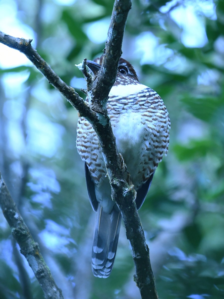 Short-legged Ground-Roller - ML650985730