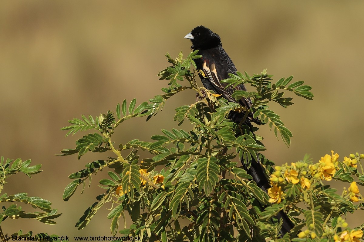 Obispo Colilargo - ML650985785