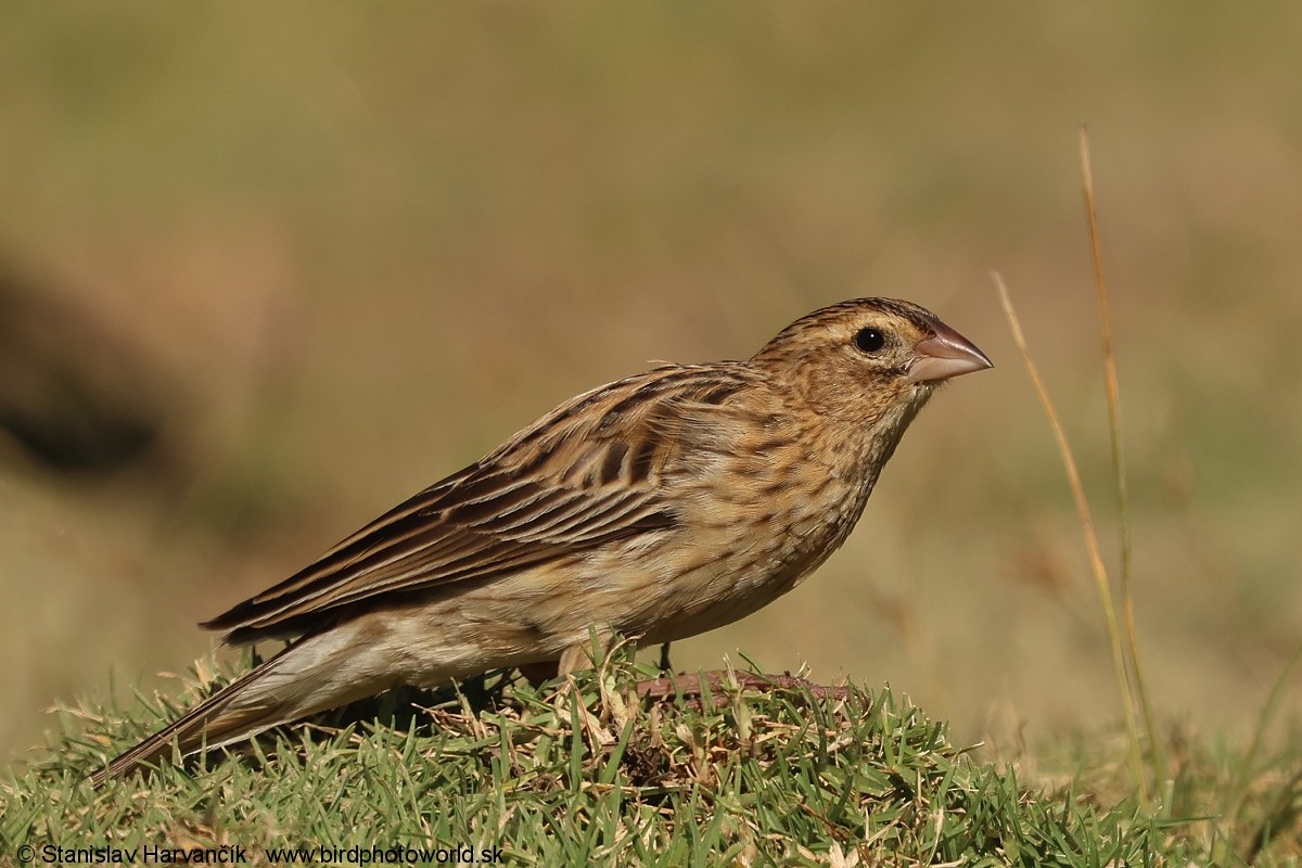 Obispo Colilargo - ML650985787