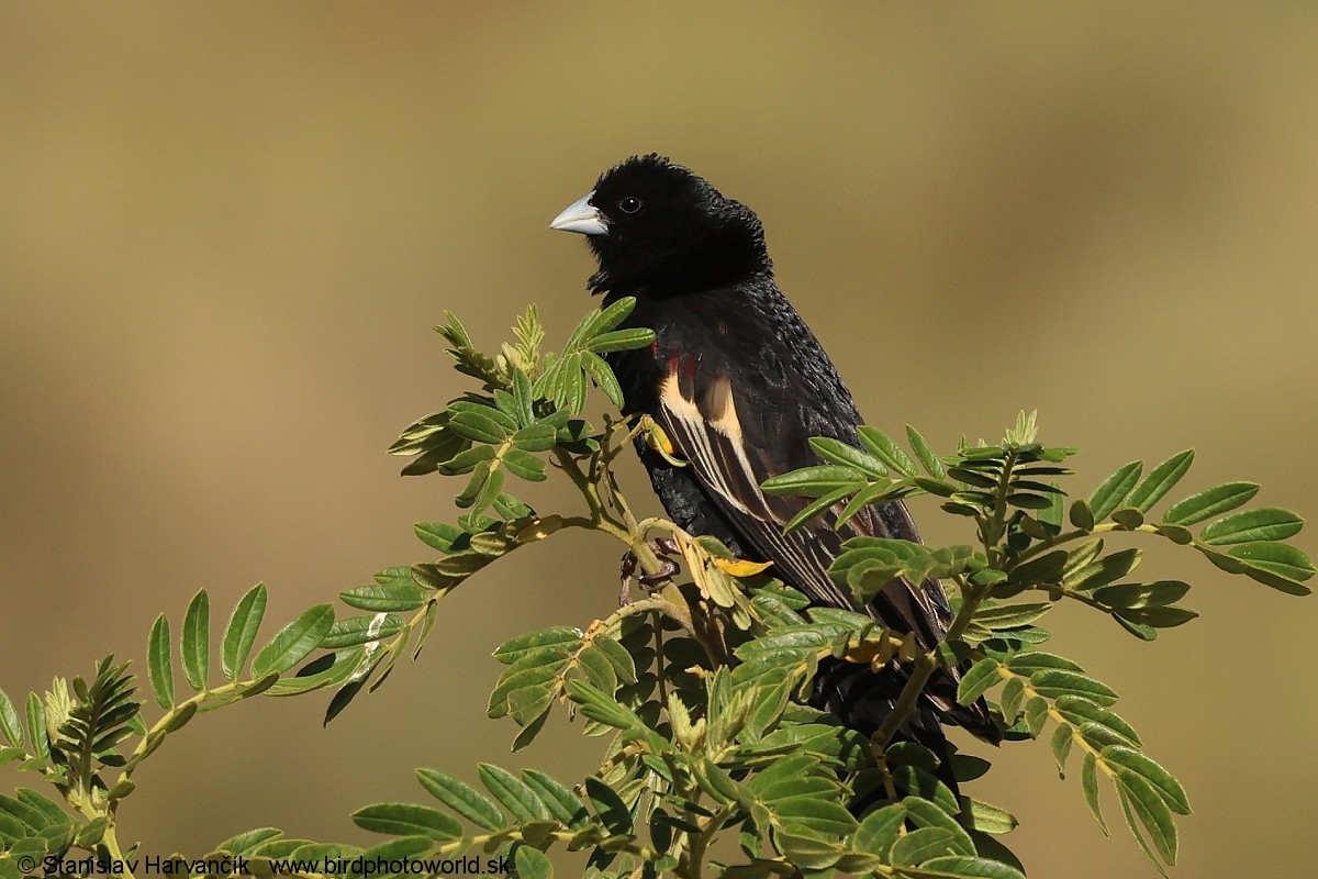 Obispo Colilargo - ML650985789