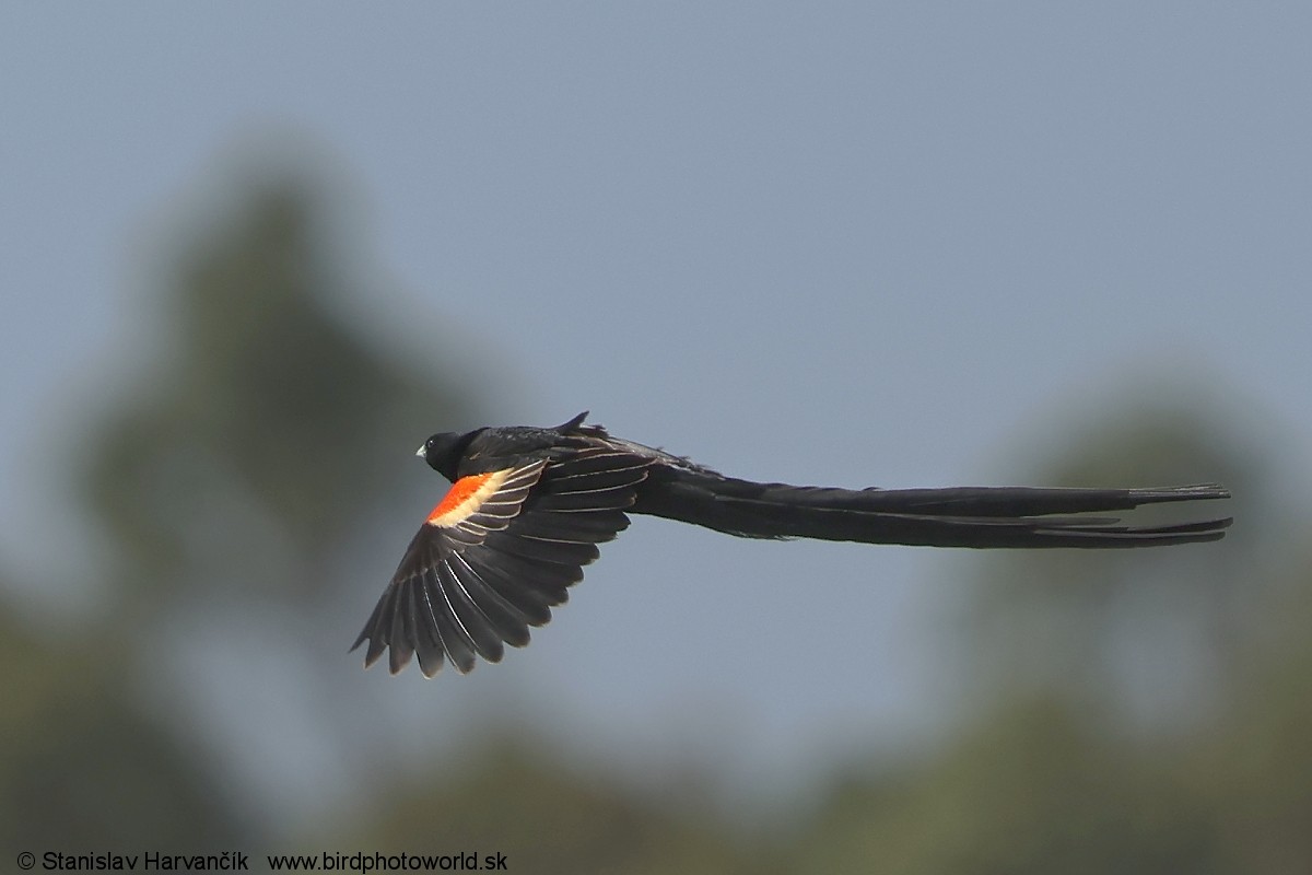 Obispo Colilargo - ML650985790