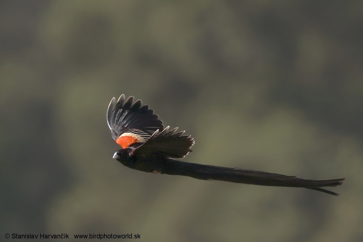 Obispo Colilargo - ML650985792