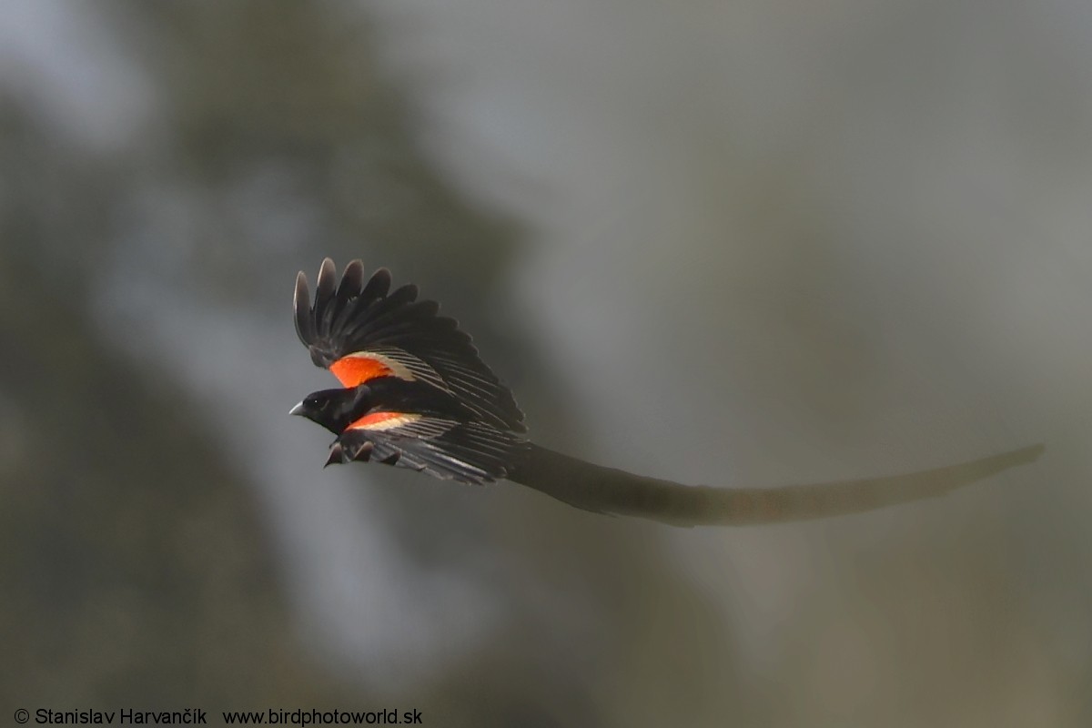 Obispo Colilargo - ML650985793