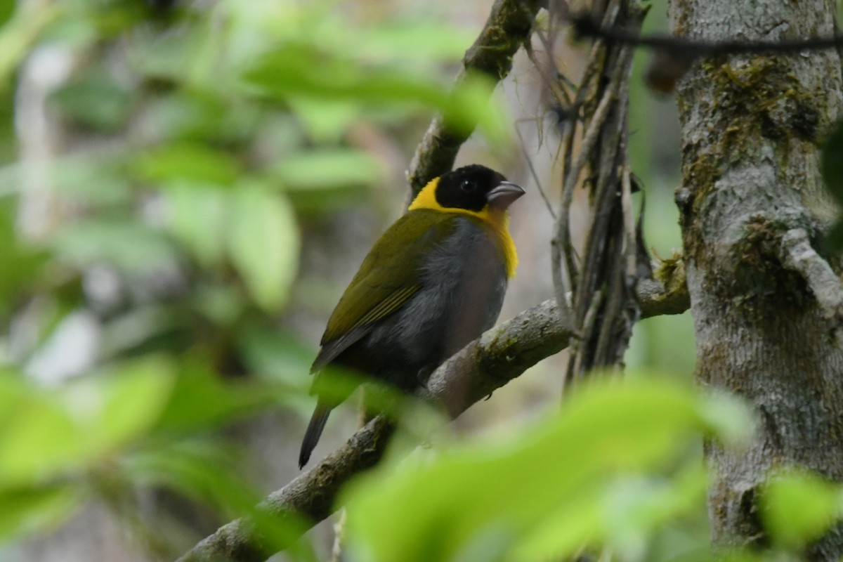 Nelicourvi Weaver - ML650985796