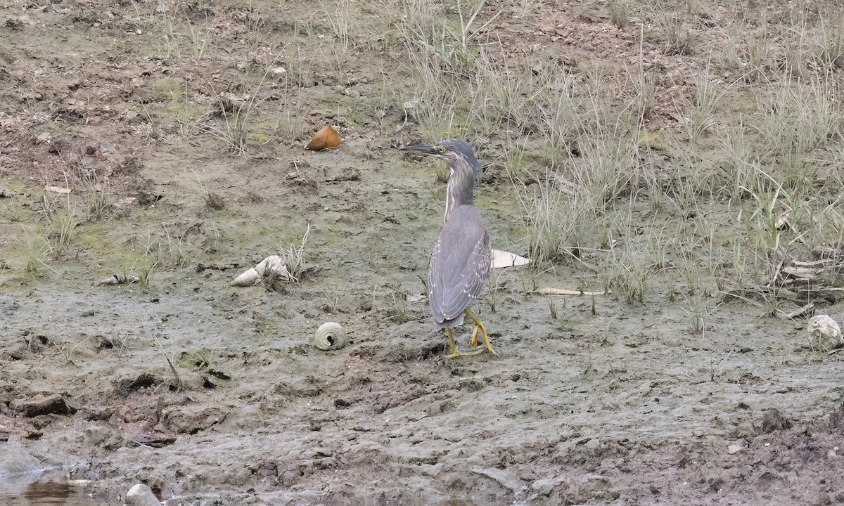 Чапля мангрова мала - ML650985893