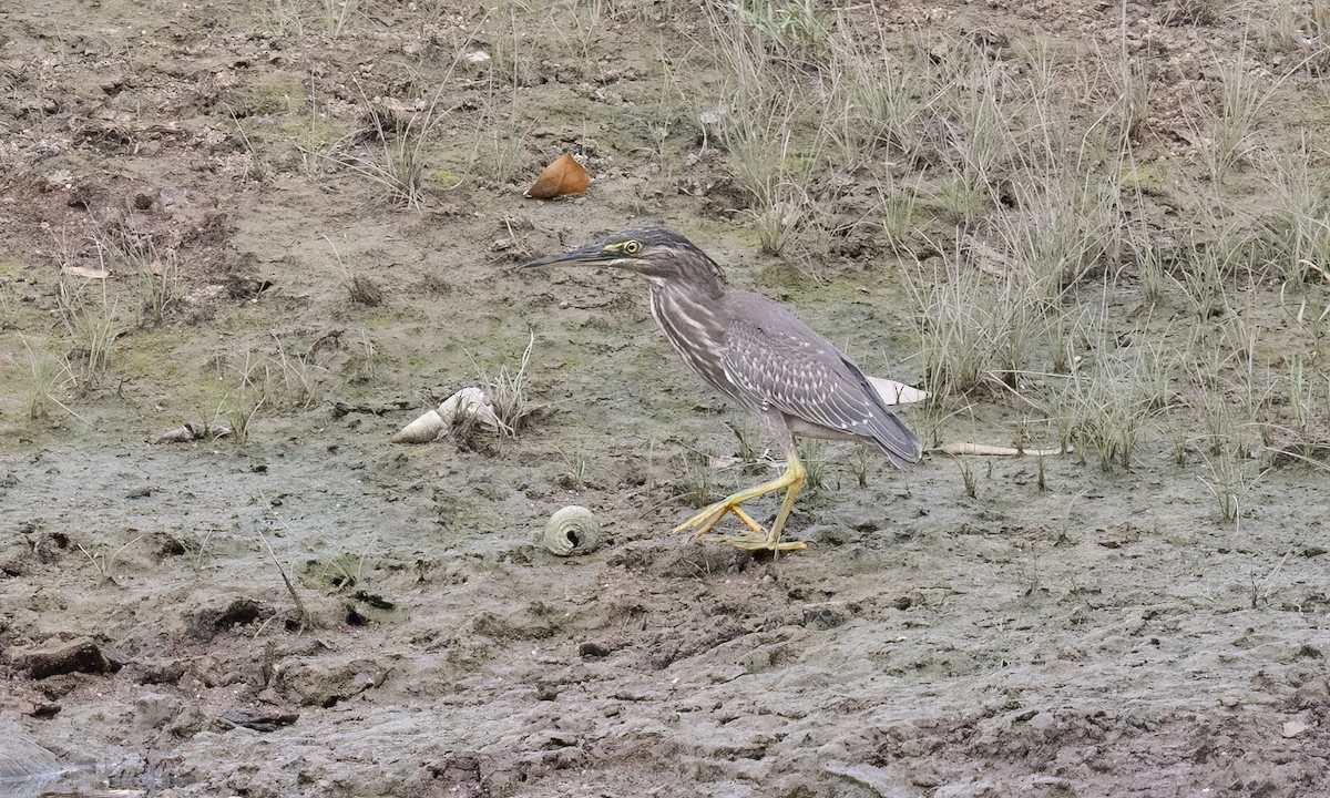 Чапля мангрова мала - ML650985894