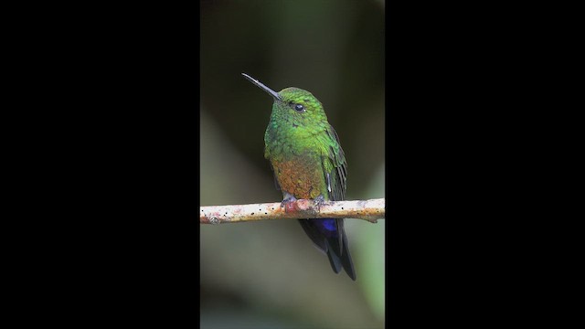 Coppery-bellied Puffleg - ML650986060