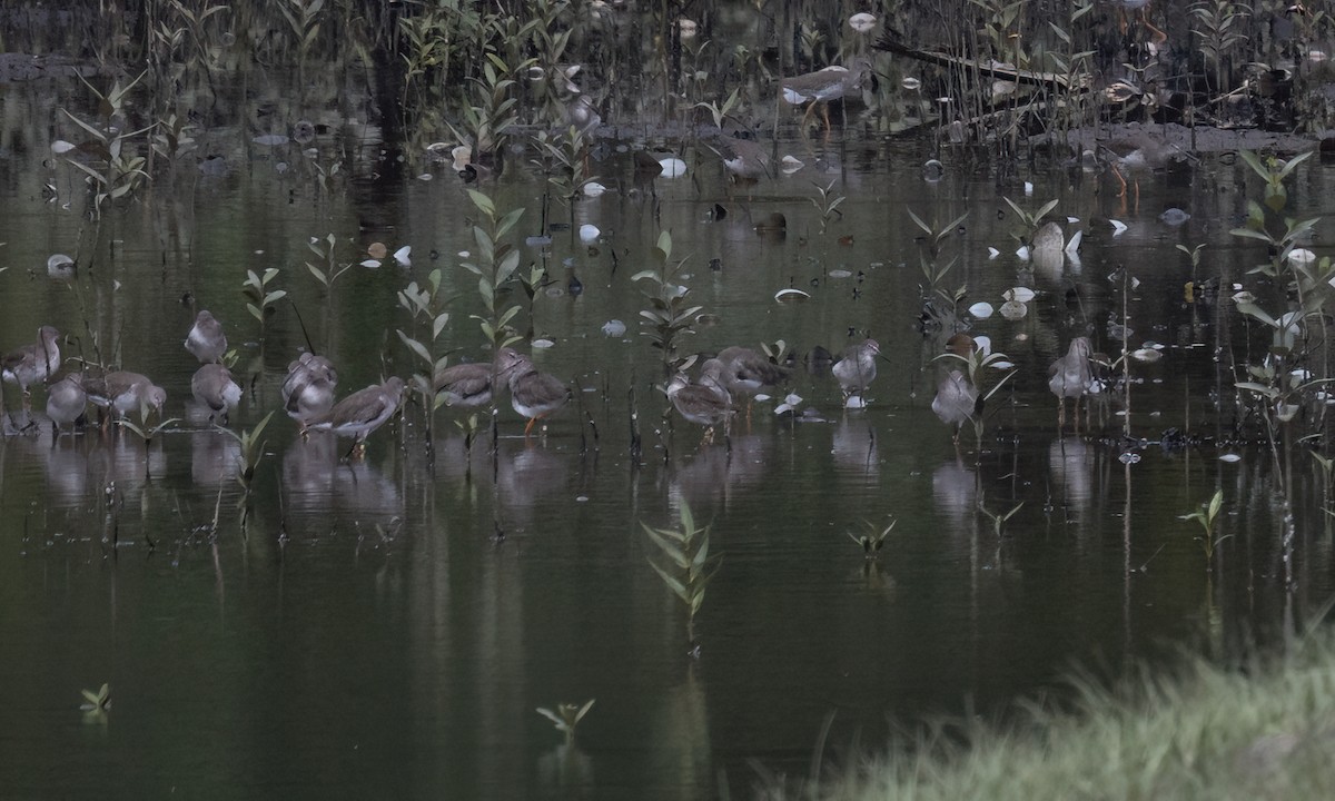 Коловодник звичайний - ML650986074