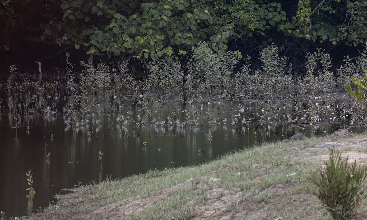 Коловодник звичайний - ML650986075