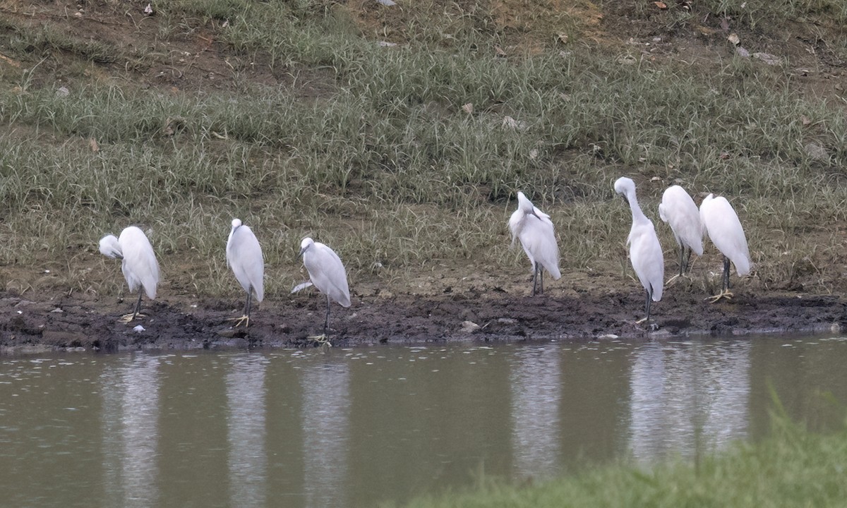 Чепура мала (підвид garzetta) - ML650986209