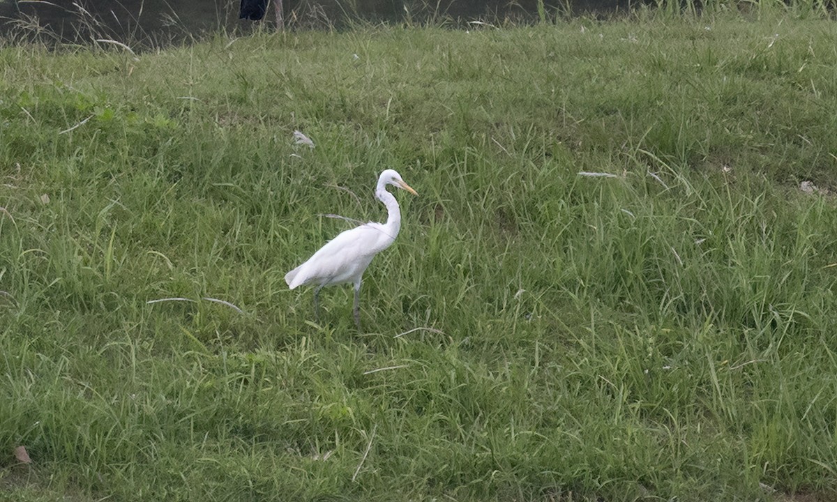 Чапля середня - ML650986249