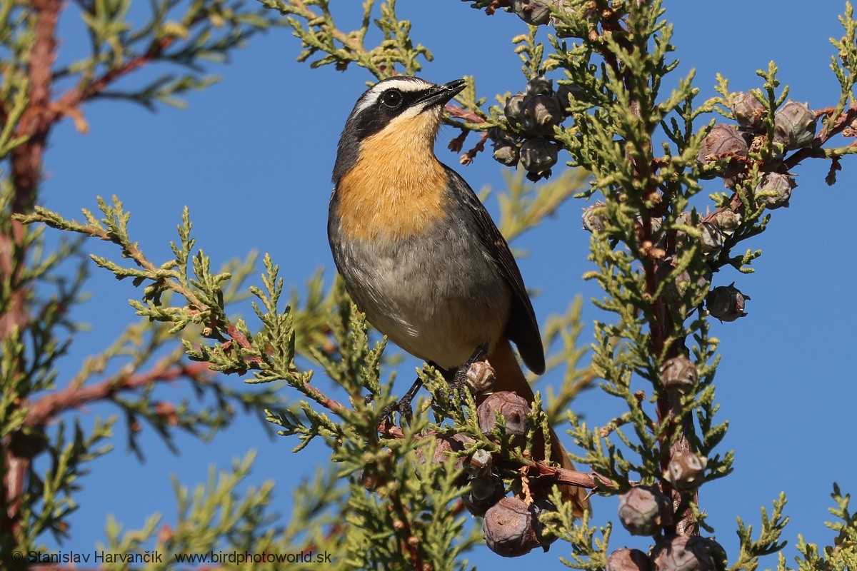 Cosifa Cafre - ML650986339