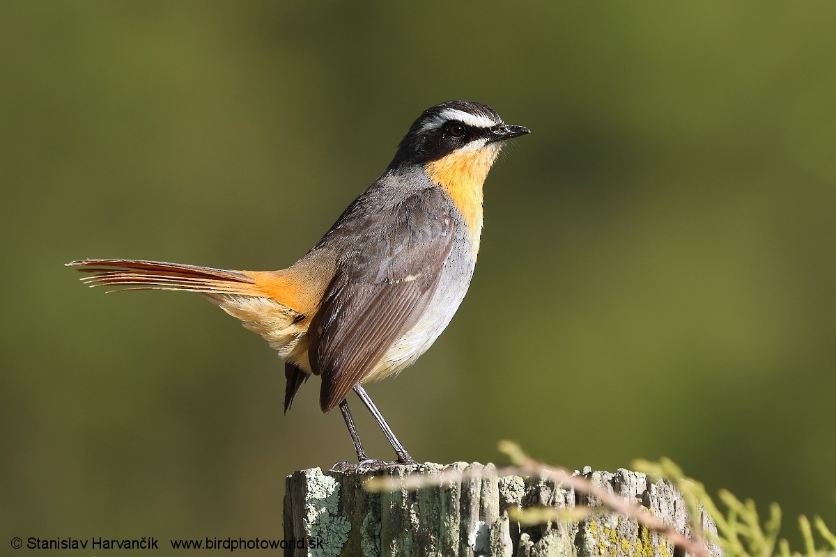 Cosifa Cafre - ML650986340