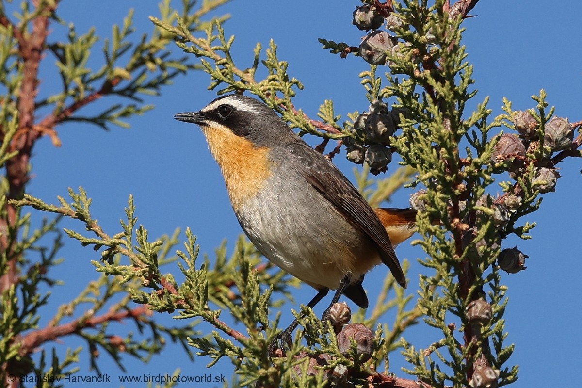 Cosifa Cafre - ML650986342