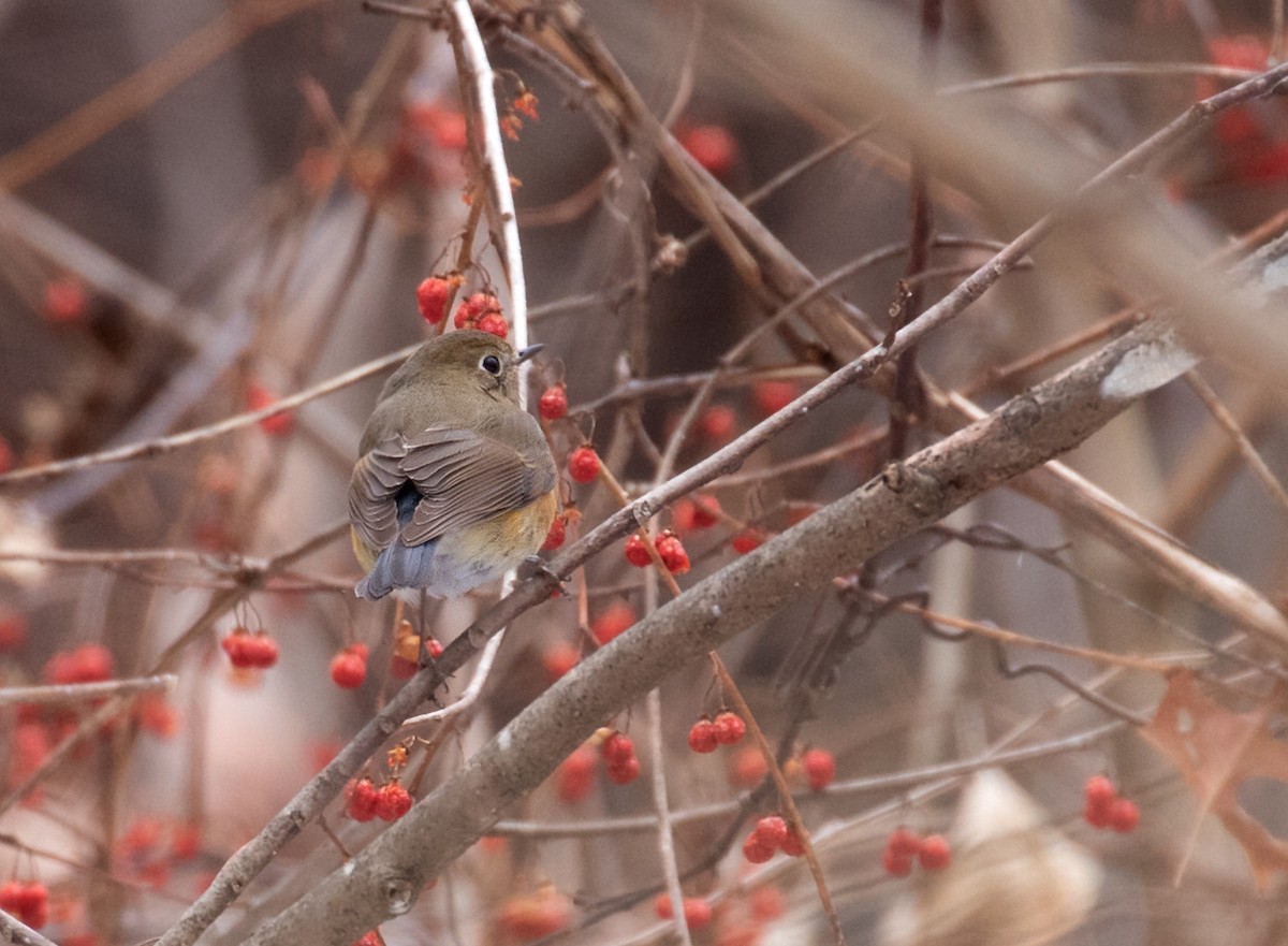 藍尾鴝 - ML650986373