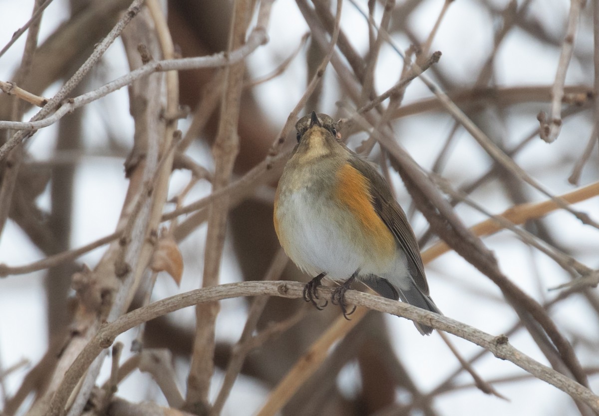 藍尾鴝 - ML650986393