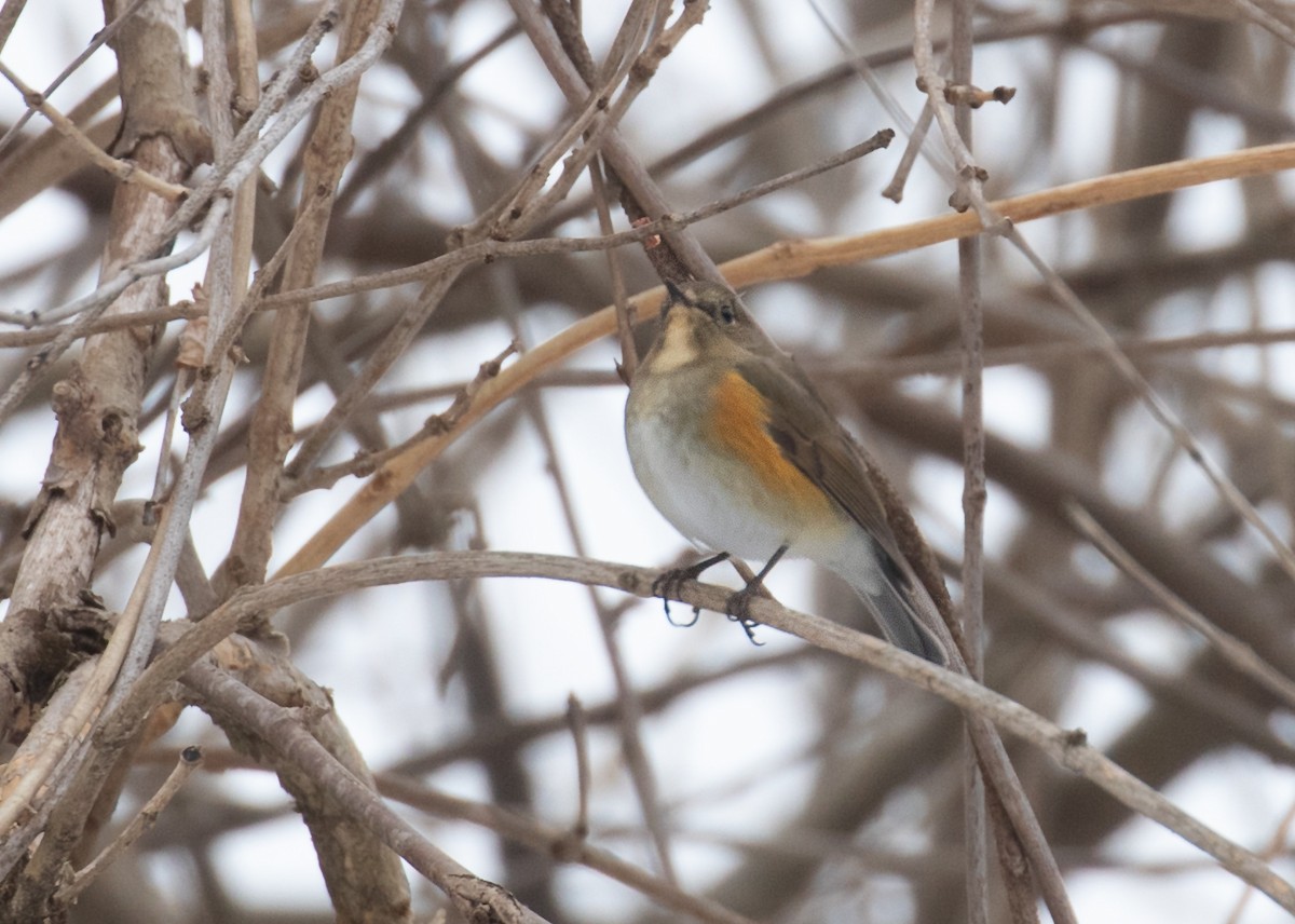 藍尾鴝 - ML650986395