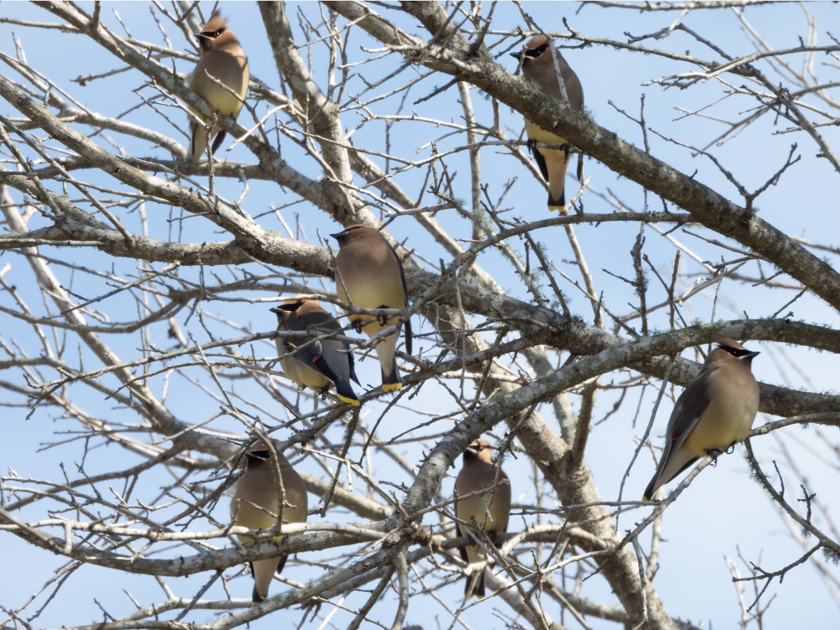 Cedar Waxwing - ML650986934