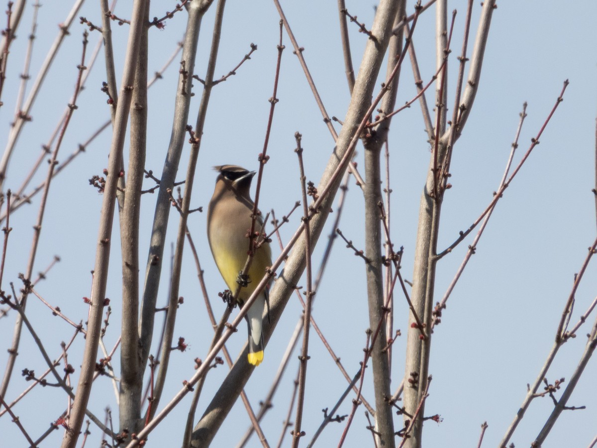Cedar Waxwing - ML650986935
