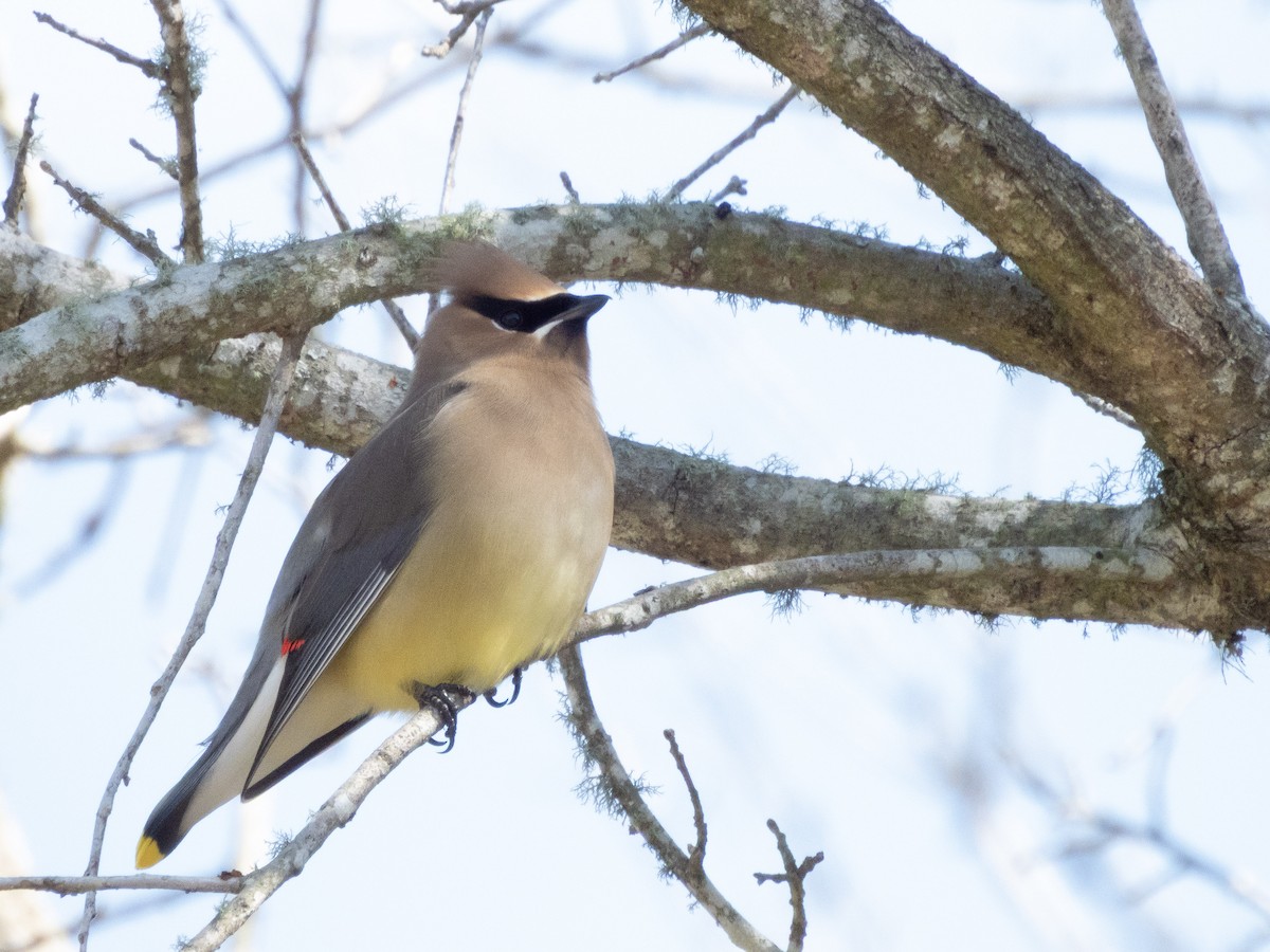 Cedar Waxwing - ML650986936