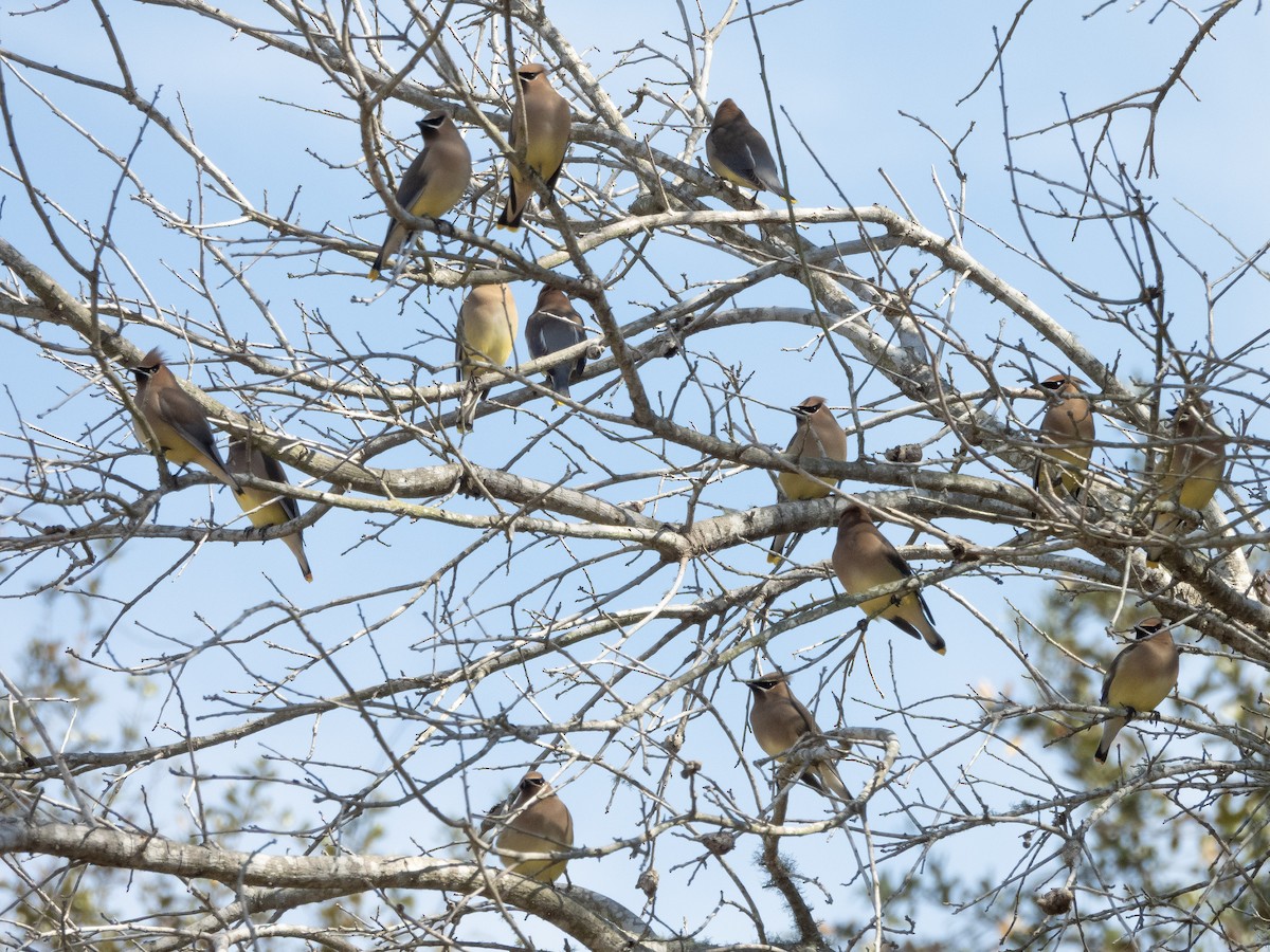 Cedar Waxwing - ML650986937