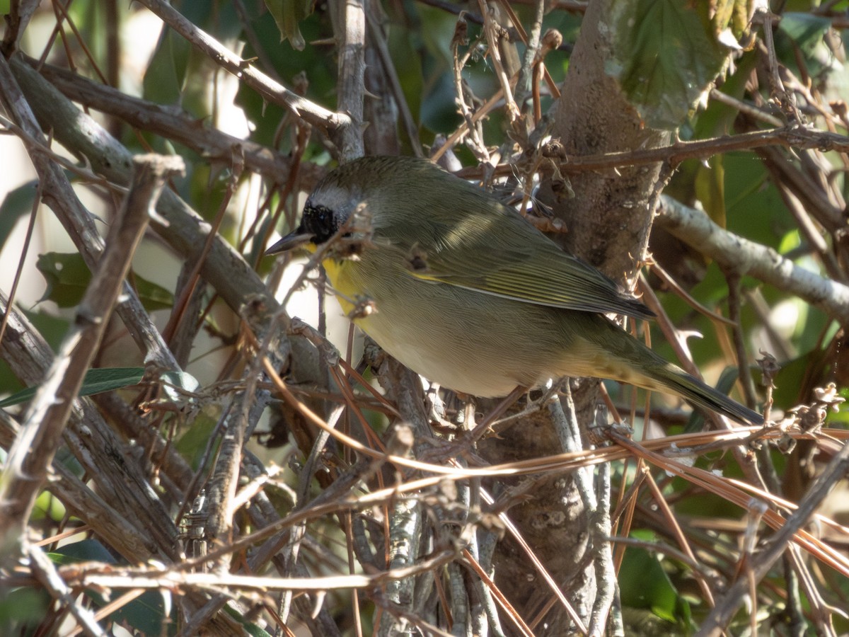 Common Yellowthroat - ML650986943