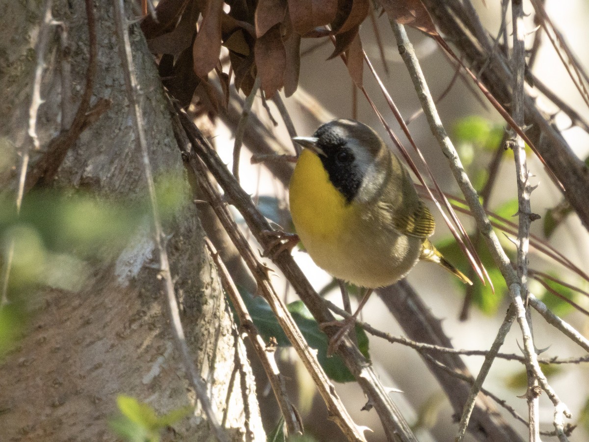 Common Yellowthroat - ML650986944