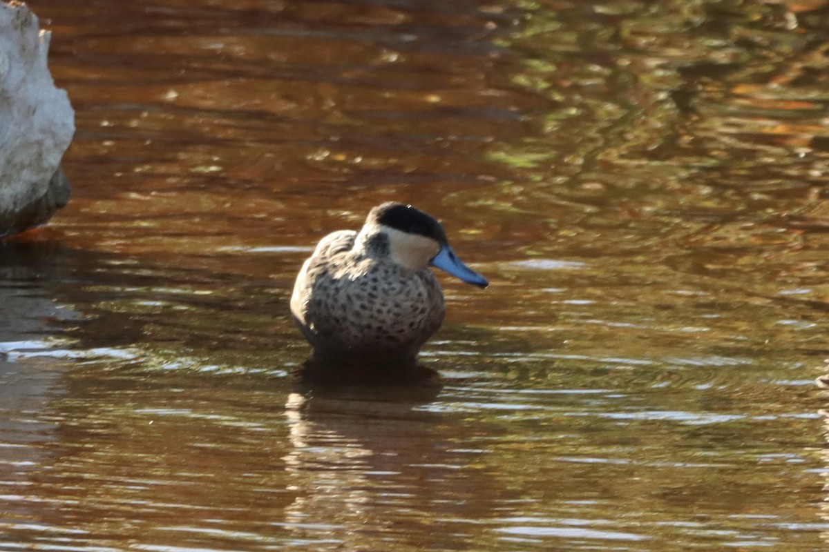 Blue-billed Teal - ML650986960