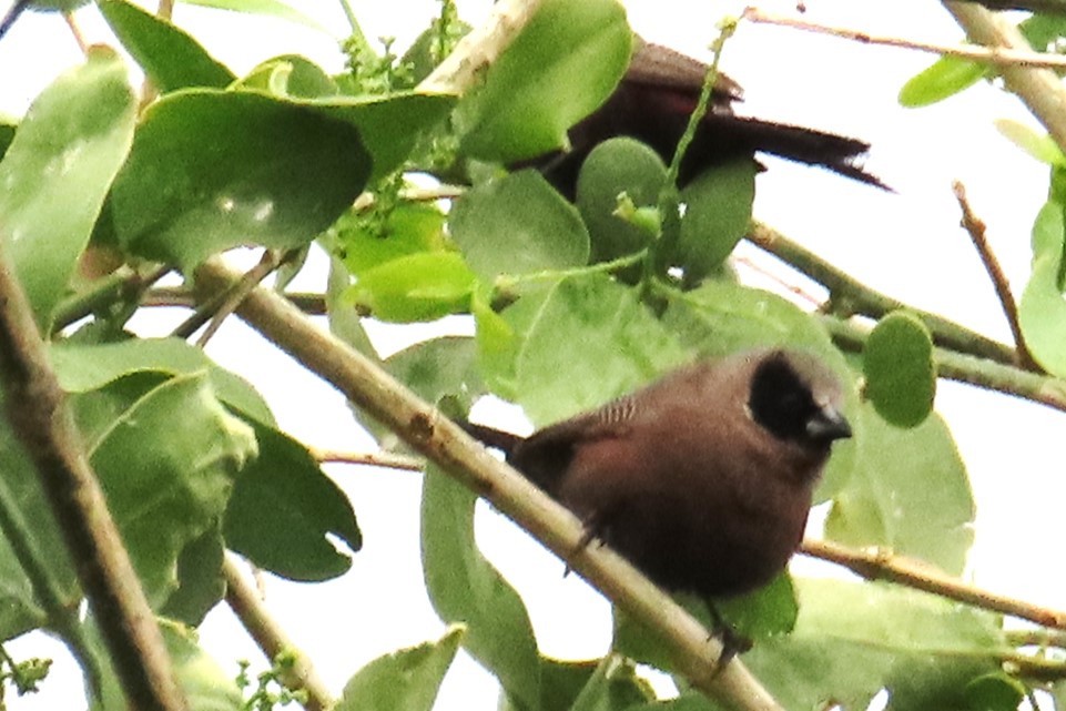 Black-faced Waxbill - ML650987311
