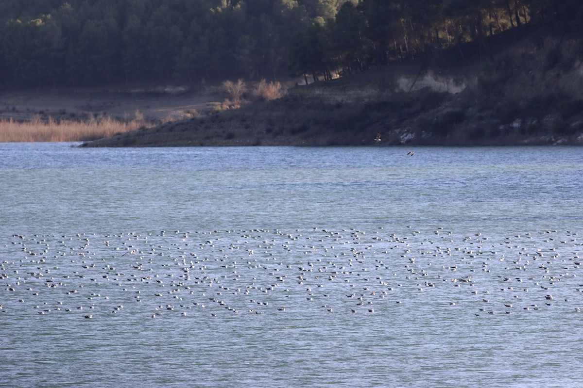 Heringsmöwe - ML650987325