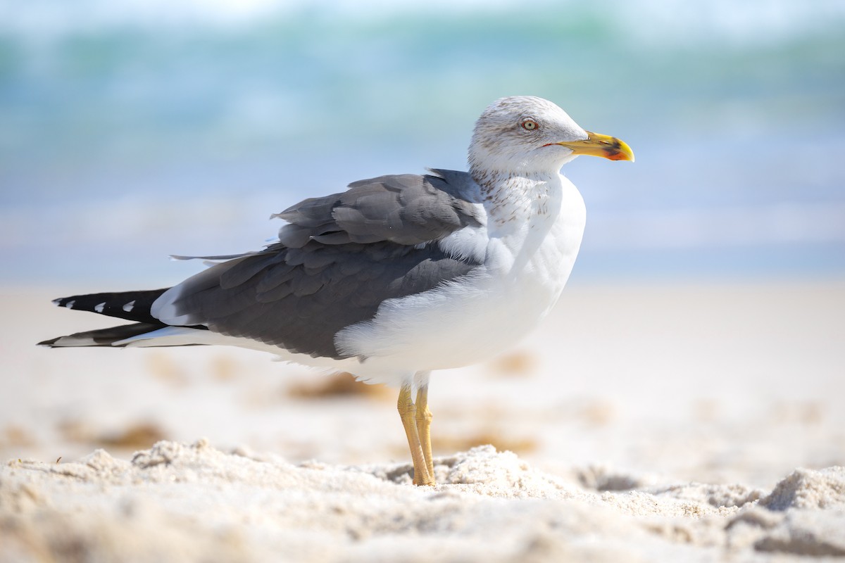 Heringsmöwe - ML650987425