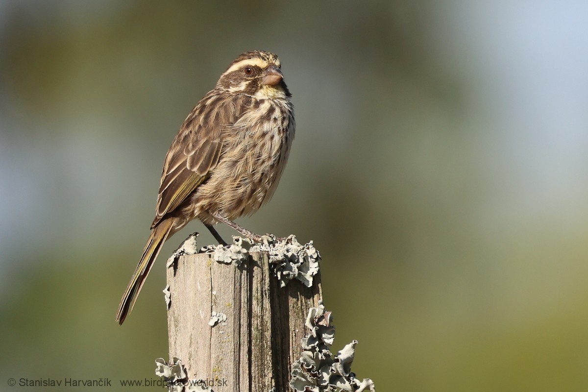 Serín Estriado - ML650987466