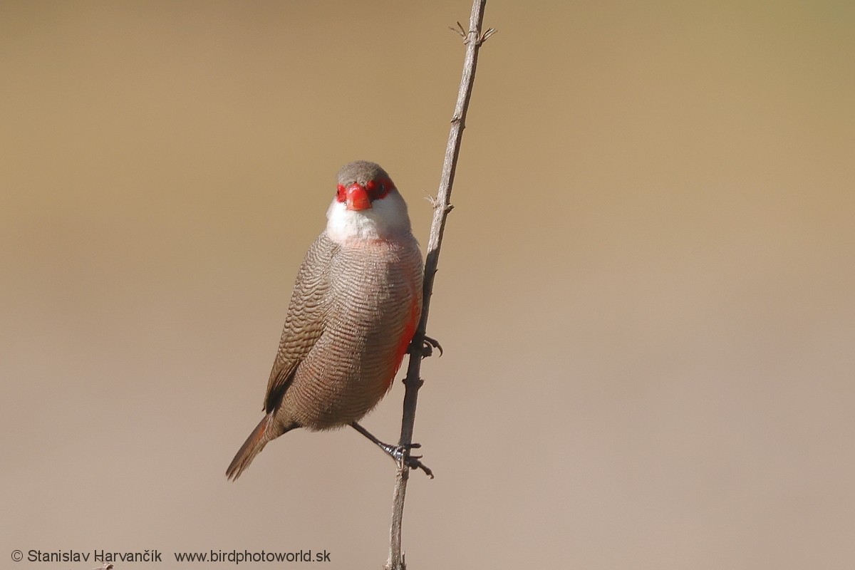 Estrilda Común - ML650987497