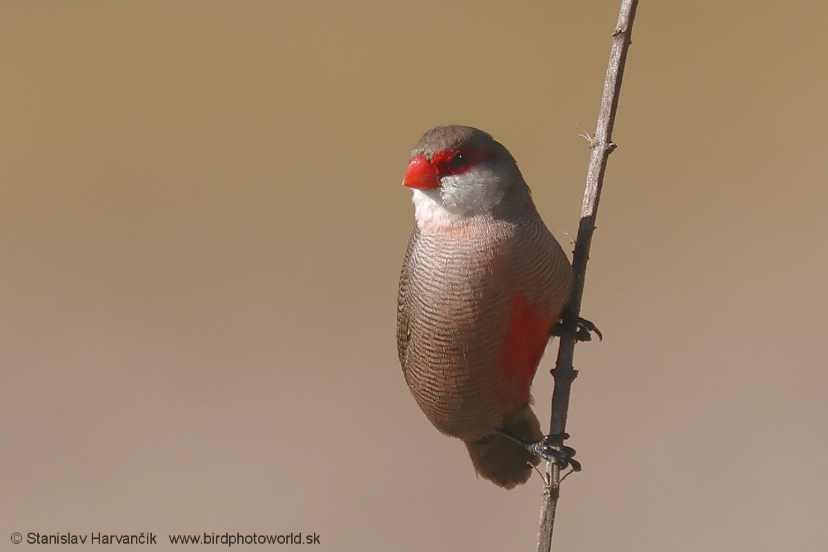 Estrilda Común - ML650987499