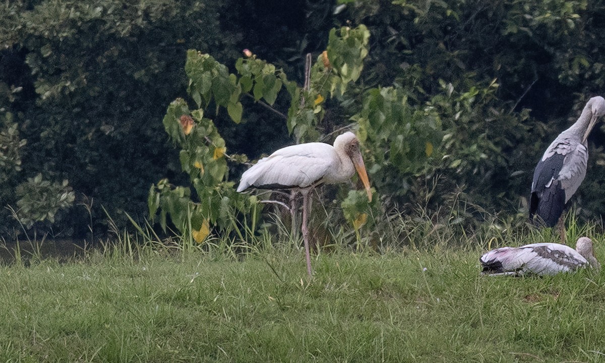 Лелека-тантал білий - ML650987502