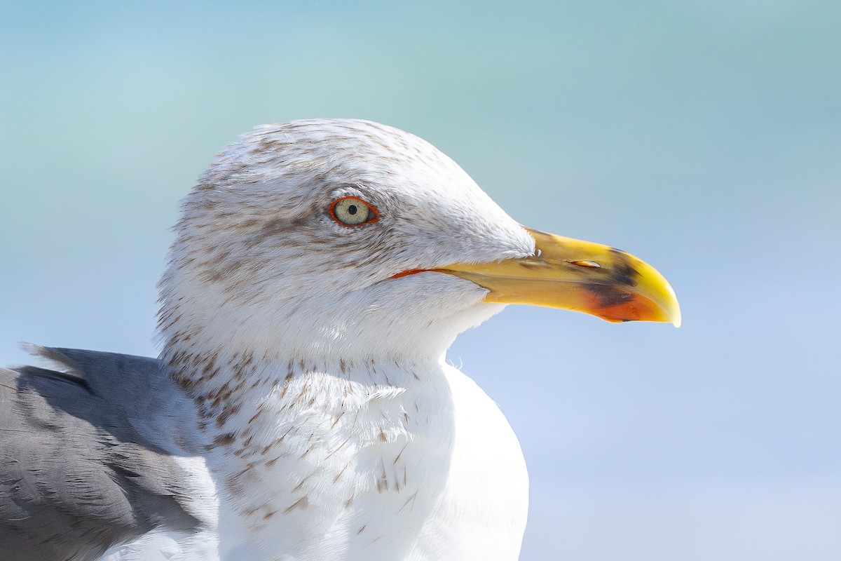 Heringsmöwe - ML650987528