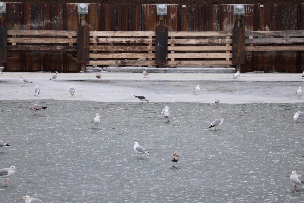 Heringsmöwe - ML650987724