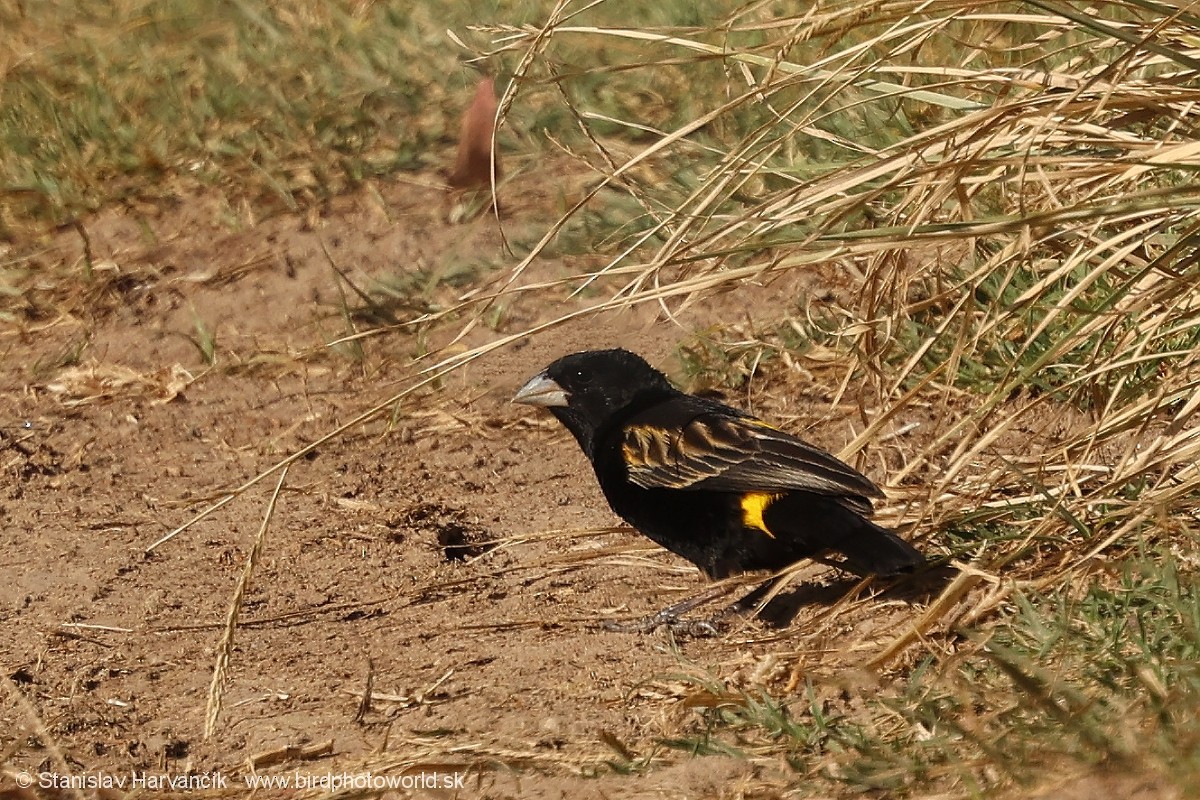 Obispo Culigualdo - ML650987737