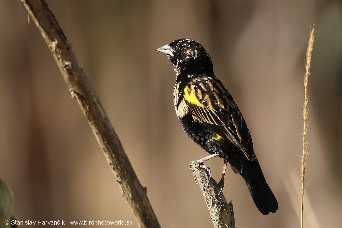 Obispo Culigualdo - ML650987738