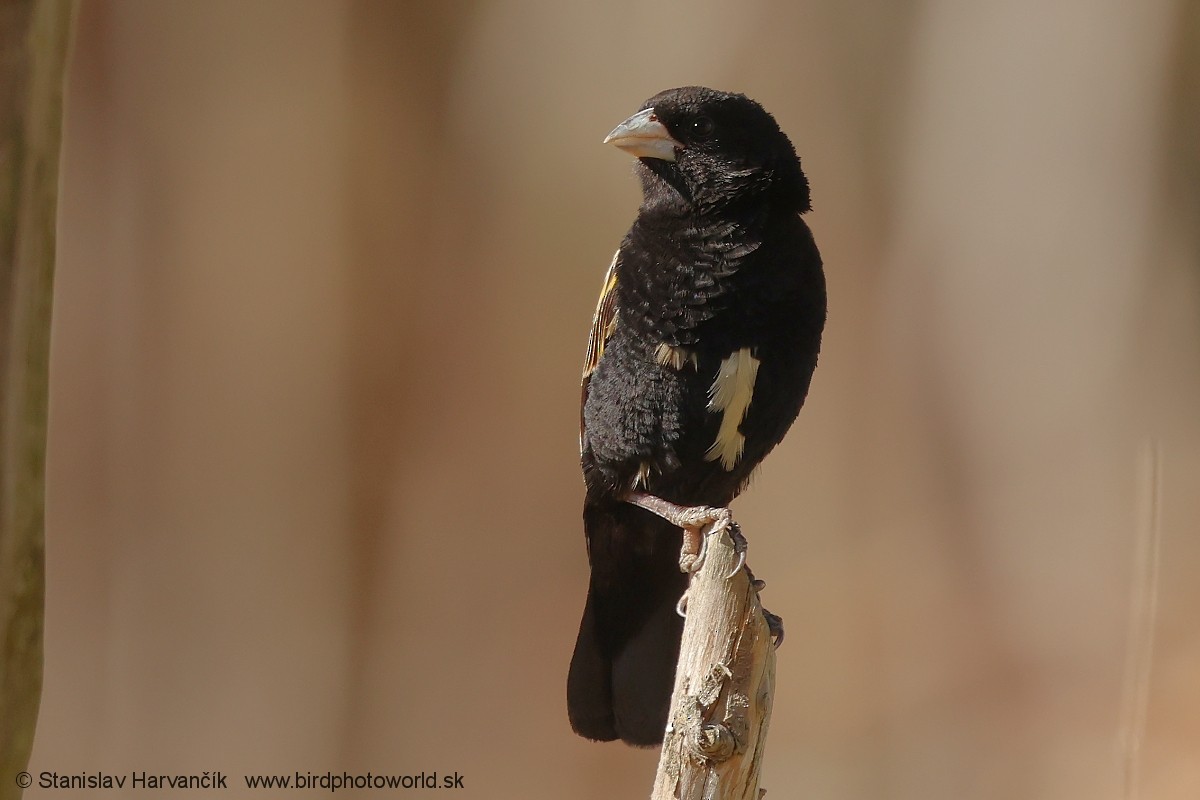 Obispo Culigualdo - ML650987739