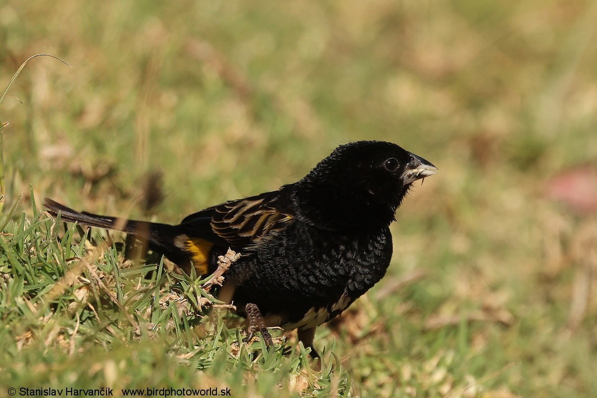 Obispo Culigualdo - ML650987740