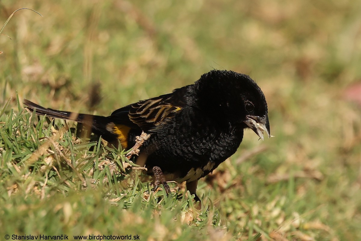 Obispo Culigualdo - ML650987741