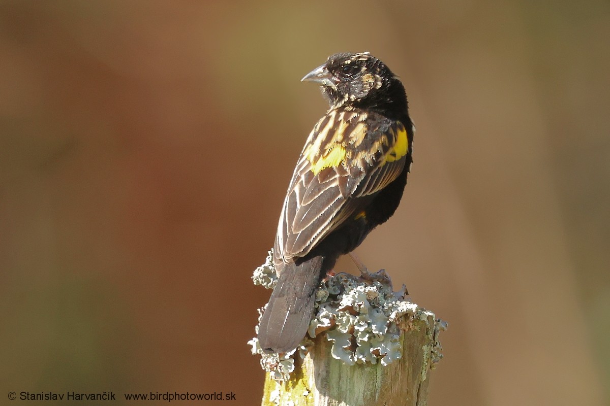 Obispo Culigualdo - ML650987742