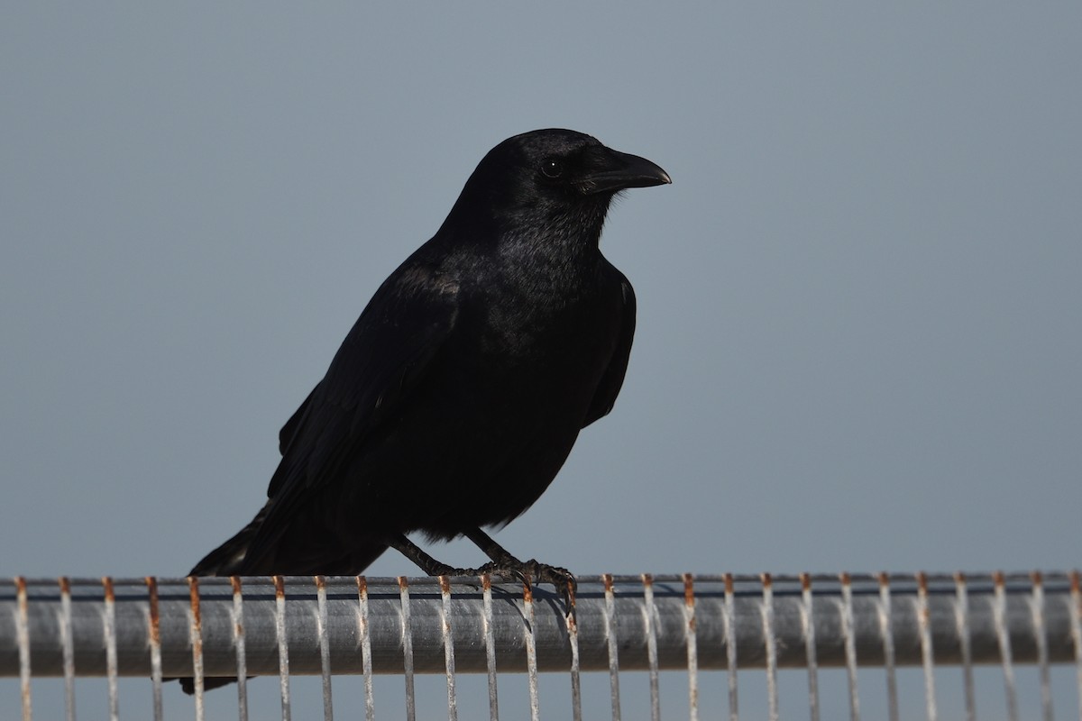 ウオガラス - ML650987776