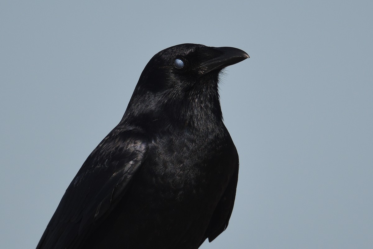 ウオガラス - ML650987780